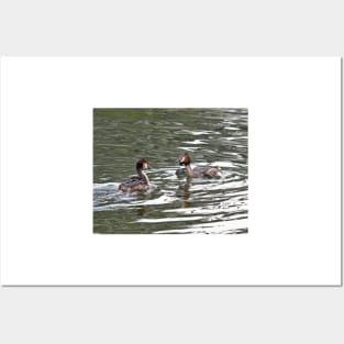 Great Crested Grebe Posters and Art